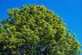 675046 Spring Blossoms A4 Photo Print