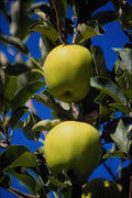 675047 Goldens, Moxee, Washington A4 Photo Print