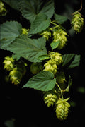 675048 Hops, Moxee, Washington A4 Photo Print