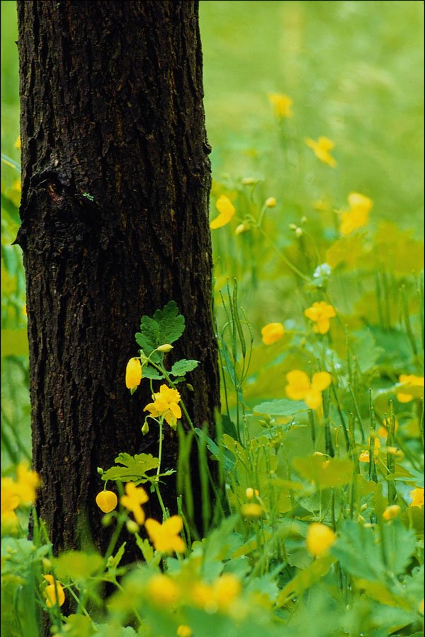 675049 Wild Flowers And Tree, Sherbrooke, Quebec, Canada A4 Photo Print