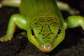 675050 Emerald Tree Skink (lamprolepis Smargdina), Australia A4 Photo Print