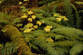 675052 Forest Floor A4 Photo Print