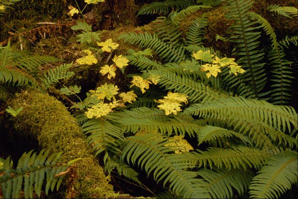 675052 Forest Floor A4 Photo Print