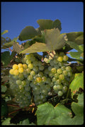 675053 Niagara Grapes In Upstate New York, U.S.A. A4 Photo Print