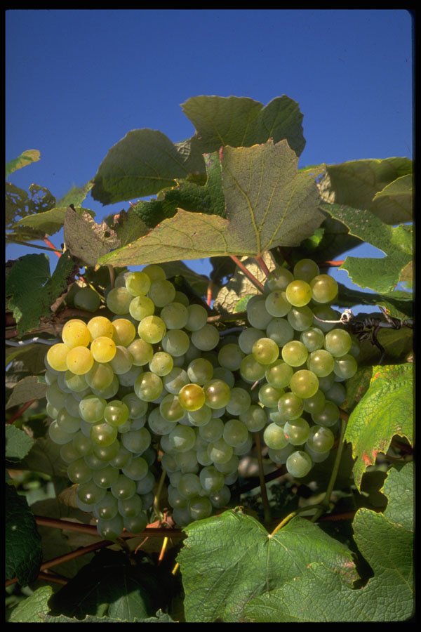 675053 Niagara Grapes In Upstate New York, U.S.A. A4 Photo Print