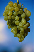 675054 White Grapes In Sky A4 Photo Print