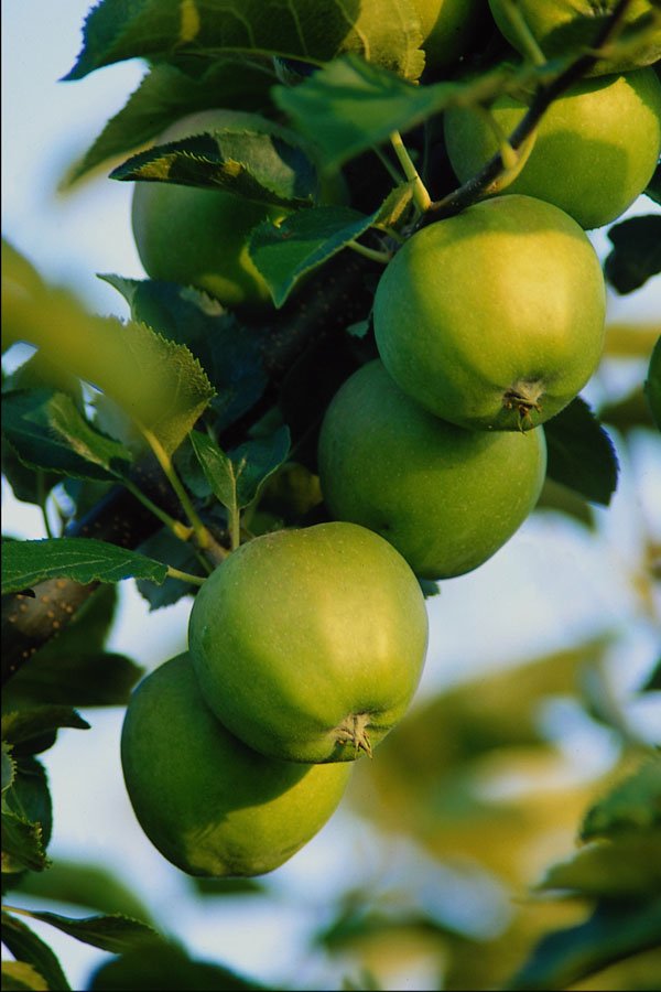 675055 Apples, Ontario, Canada A4 Photo Print