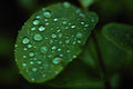 675058 Leaf With Raindrops A4 Photo Print