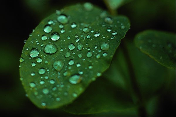 675058 Leaf With Raindrops A4 Photo Print