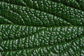 675060 Leaf, Close up A4 Photo Print