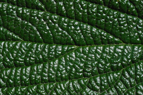 675060 Leaf, Close up A4 Photo Print