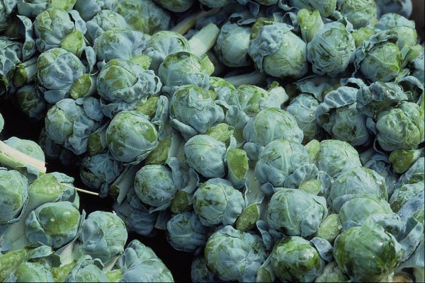 675062 Brussel Sprouts A4 Photo Print