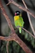 675063 Tropical Masked Lovebird A4 Photo Print
