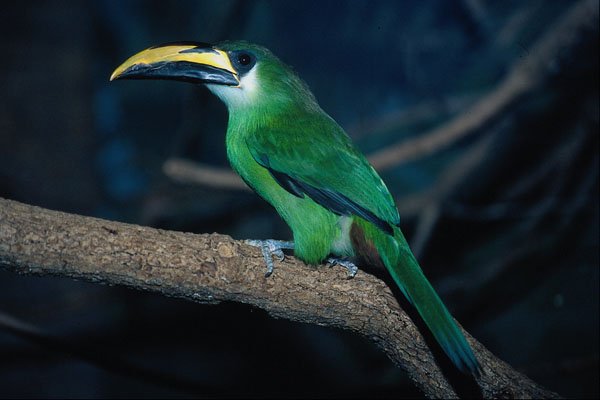 675064 Emerald Toucanet, South America A4 Photo Print