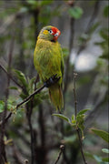 675065 Varied Lorikeet, Australia A4 Photo Print