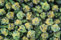675069 Young Cones, Lawson, Cypress A4 Photo Print
