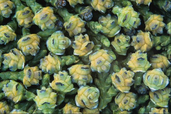 675069 Young Cones, Lawson, Cypress A4 Photo Print