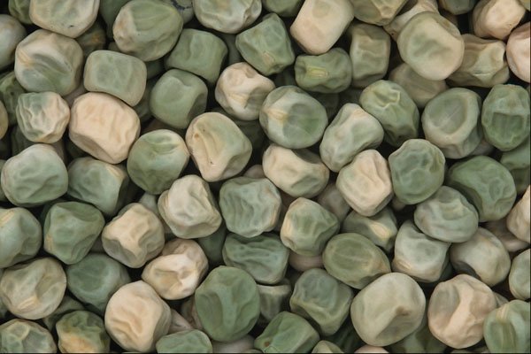 675070 Pea Seeds A4 Photo Print
