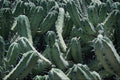 675071 Cactus, Myrtillocactus Geometrizans A4 Photo Print