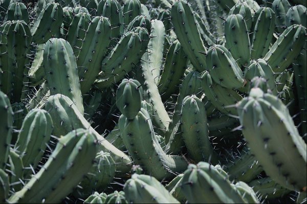 675071 Cactus, Myrtillocactus Geometrizans A4 Photo Print