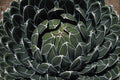 675072 Cactus, Sedum Suaveolens A4 Photo Print
