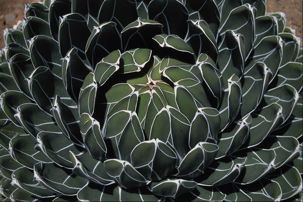 675072 Cactus, Sedum Suaveolens A4 Photo Print