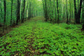 675079 Maple Forest, Gatineau Park, Quebec, Canada A4 Photo Print