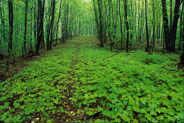 675079 Maple Forest, Gatineau Park, Quebec, Canada A4 Photo Print