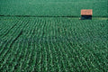 675082 Cornfield A4 Photo Print