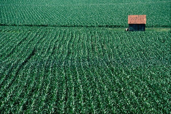 675082 Cornfield A4 Photo Print
