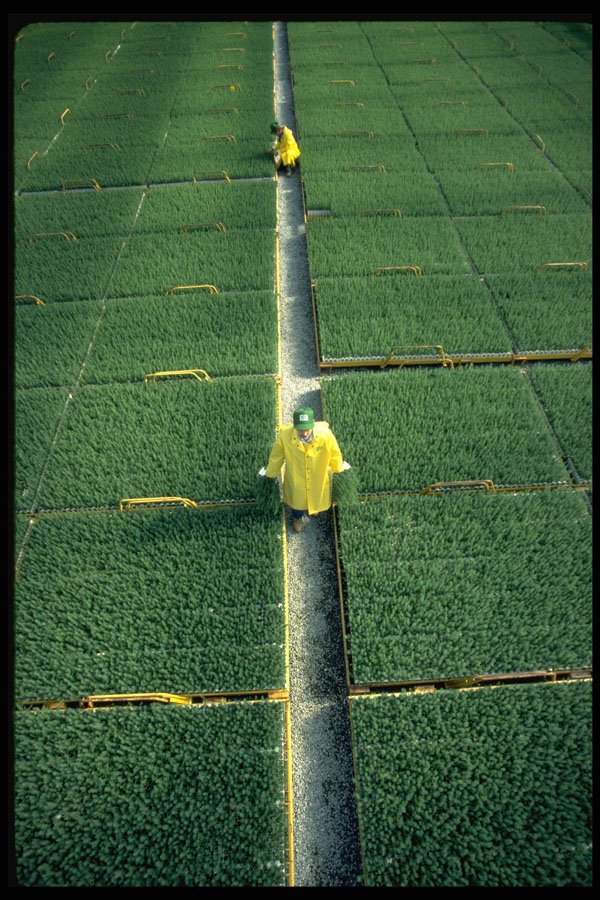 675087 Tree Growers A4 Photo Print
