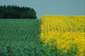 675091 Alberta Crops, Wheat On The Left, Rape Seed On The Right A4 Photo Print