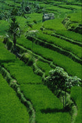 675092 Rice Paddy Fields, Bali, Indonesia A4 Photo Print