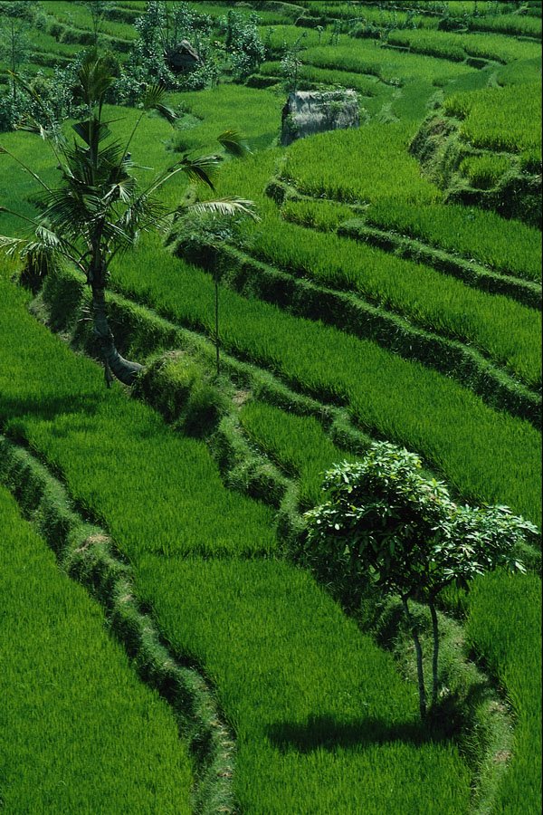 675092 Rice Paddy Fields, Bali, Indonesia A4 Photo Print