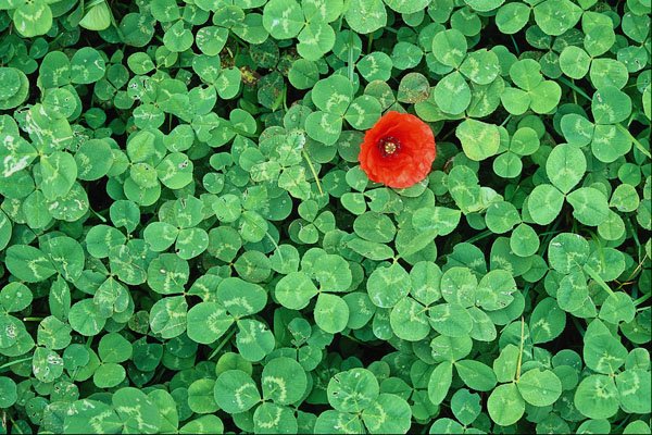 675096 Poppy Head Amongst Clover A4 Photo Print