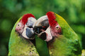 675098 Parrots A4 Photo Print