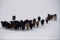676000 Cows And Calves In Winter A4 Photo Print