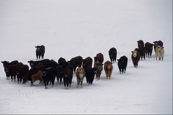 676000 Cows And Calves In Winter A4 Photo Print