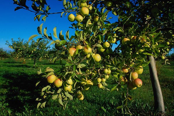 676001 Apples, Ontario, Canada A4 Photo Print