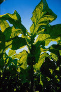 676002 Tobacco Fields, Ontario, Canada A4 Photo Print
