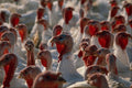 676003 Turkeys A4 Photo Print
