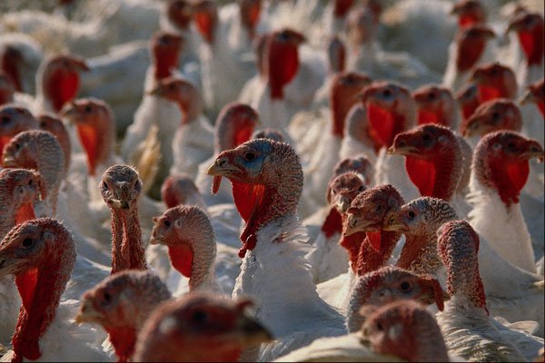 676003 Turkeys A4 Photo Print