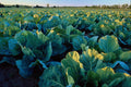 676004 Cabbage A4 Photo Print