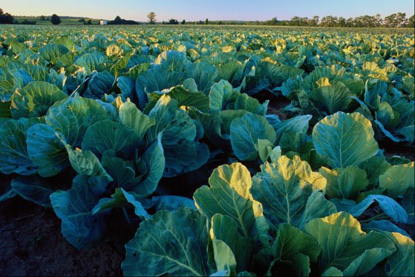 676004 Cabbage A4 Photo Print