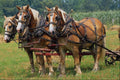 676005 Belgians On Amish Farm, Holmes County, Ohio, U.S.A. A4 Photo Print