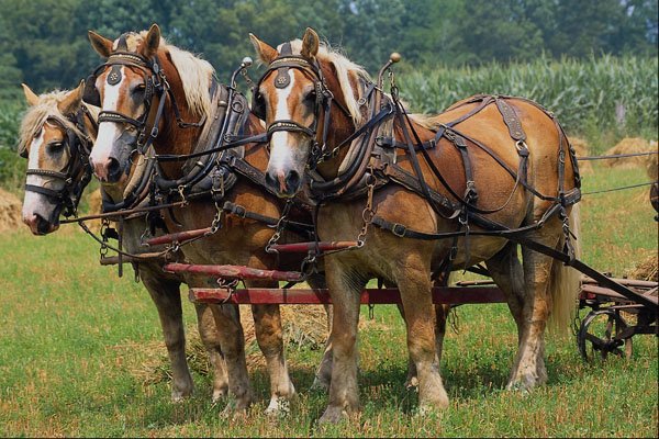 676005 Belgians On Amish Farm, Holmes County, Ohio, U.S.A. A4 Photo Print