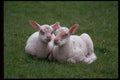 676007 Lambs A4 Photo Print