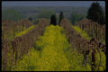 676009 Scenic Vineyard Of Concord Grapes A4 Photo Print