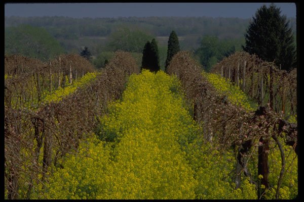 676009 Scenic Vineyard Of Concord Grapes A4 Photo Print
