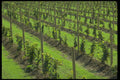 676010 Young Concord Grape Vineyard, Upstate New York A4 Photo Print